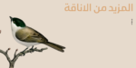⁦layla Arabic typeface - خط ليلى ارابيك⁩ - الصورة ⁦3⁩